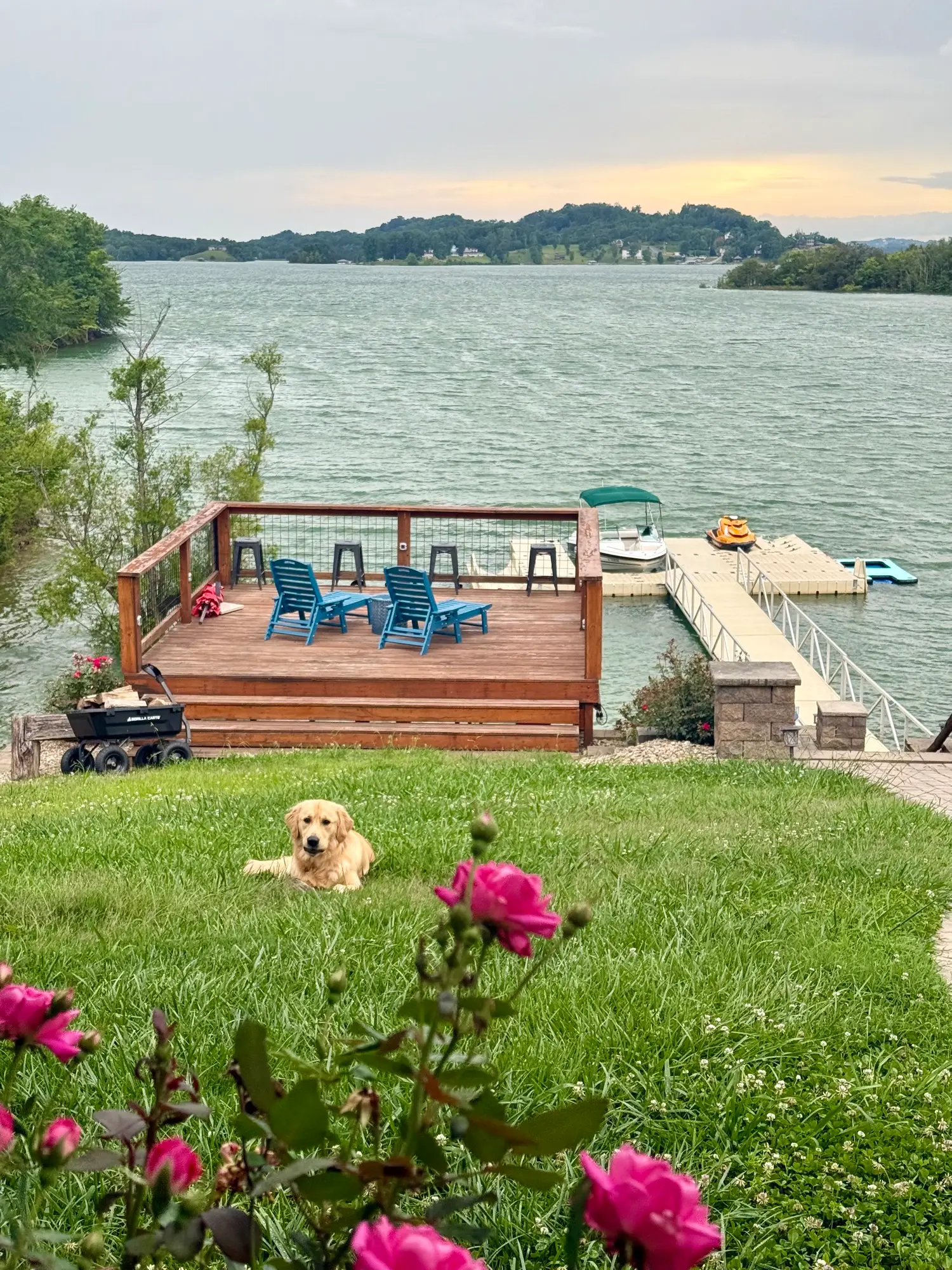 Golden retriever relaxing on the lakeside lawn at Fort Sunsets